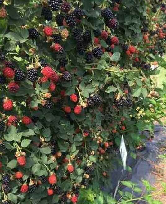 blackberry-seedlings-wholesale.jpg