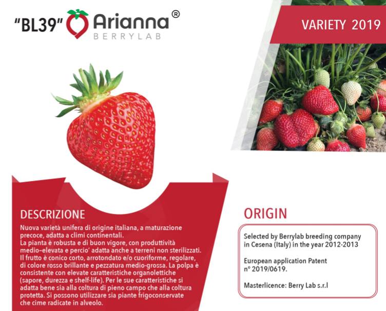 strawberry-seedlings-arianna.jpg